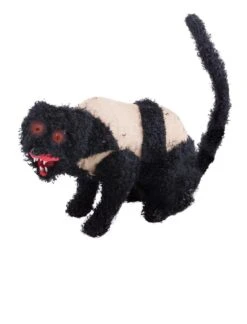 KAT MET VERBAND MET LICHT