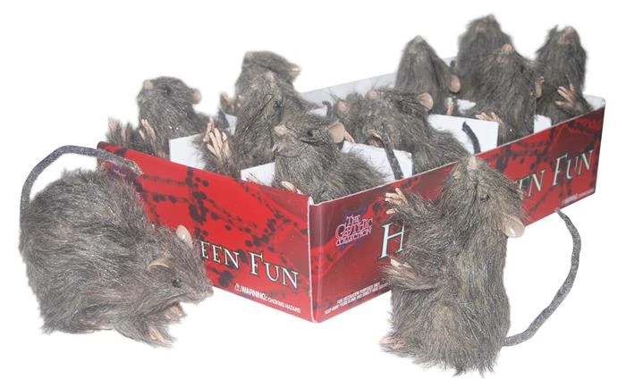 Mini Rat Prijs Per Stuk 1 Mini Rat Prijs Per Stuk